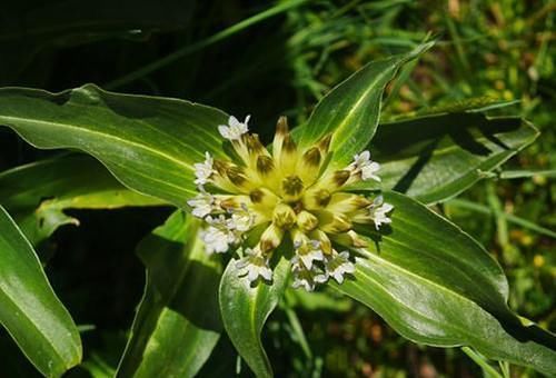  「我国」农村一种野生植物，我国少数地方有，价值珍贵，现有部分人在种植