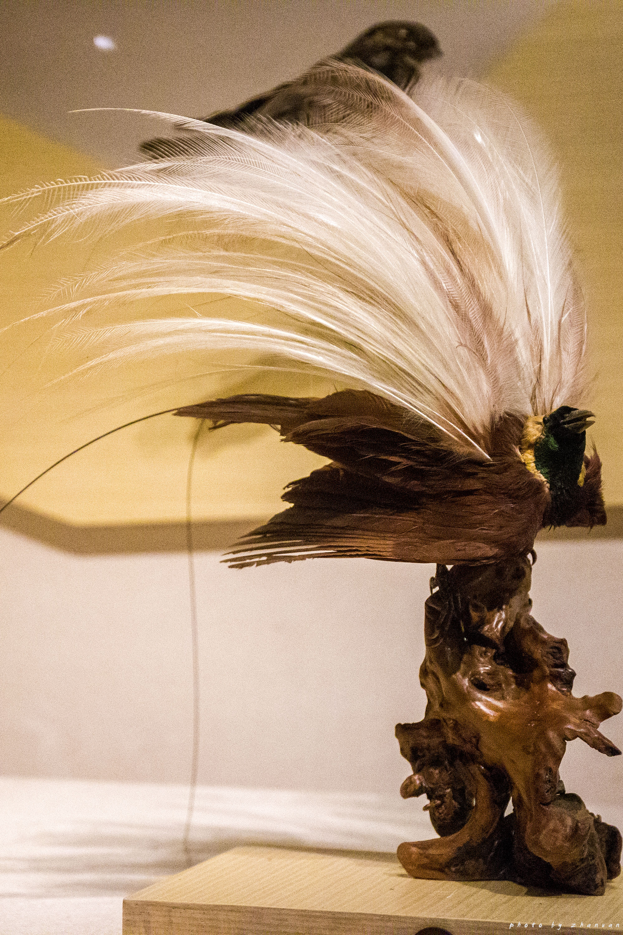 东营丨走过沧海桑田，终是在芦花飞雪的秋日遇见你