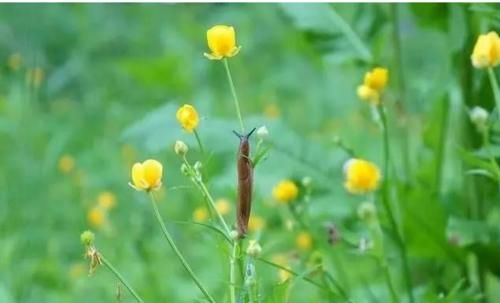  「食盐」菜园里有好多的鼻涕虫和蜗牛？叫你几招，效果马上见