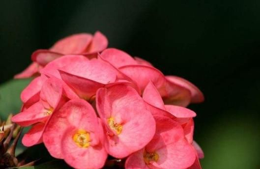  『懒人』适合懒人养的“四季花”，一年开花200天，养在阳台四季绚烂，美