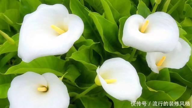铜钱草:这3种花天天浇水也淹不死,新手养上3周就长满一盆了!