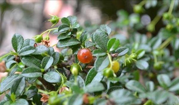 时间■这3种盆景养到就是赚到,时间久了价值高,随便一盆开花结果