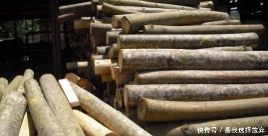  最轻@世界上最轻的木头，起初在中国只是被用来当做保温瓶塞子