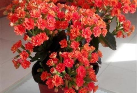 这几种花卉适合在家中盆栽养殖，开花艳丽好养殖