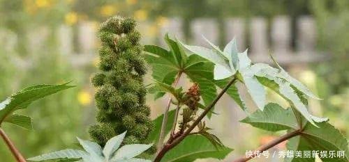 它浑身都是毒，入侵我国却被大量种植，如今全球年产量55万吨