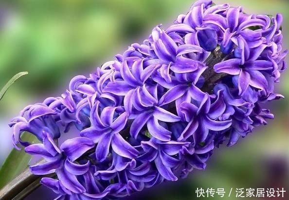 『叫洋』一种“种球花”颜值高,开花一大朵,外国人叫洋水仙,有水就活