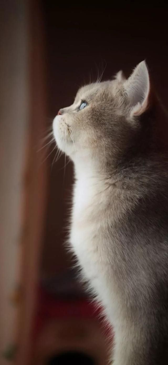  『星球』80张超可爱的猫咪壁纸丨我来自喵星球，来地球只是为了遇见你