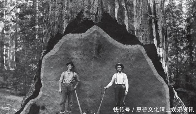 「伐木」直击百年前美国人伐木千年古树被粗暴砍倒,巨树面前人类太渺小