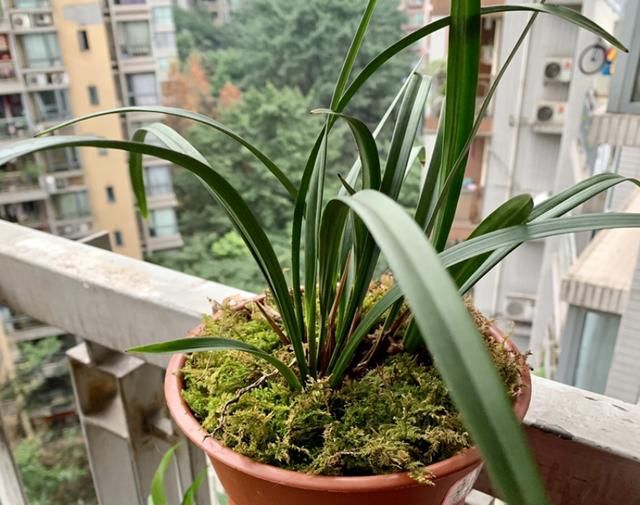  临近花期时：兰花一直不开花，原因其实很简单，就差一个条件！