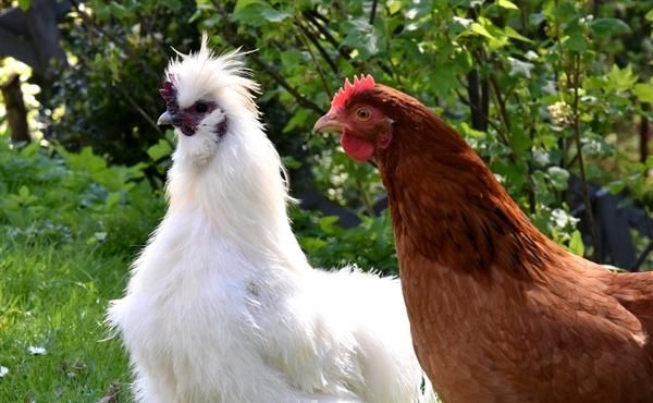  「禽肉」全球第一大肉类是它 官方：比猪肉更健康