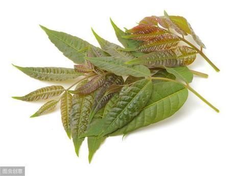  挑选■买香椿芽时，选紫香椿还是绿香椿？不会挑选的，学学种植户的方法