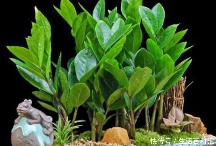 『一看』养花万万别乱养?4种花放在客厅,旺运又招财,有钱人一看就懂!