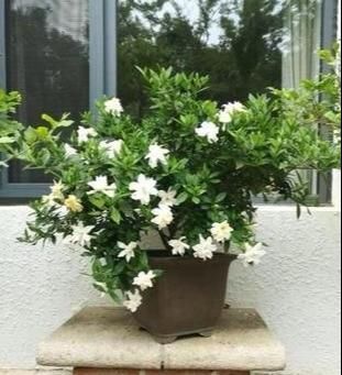 「栀子花」栀子花不开花?怕啥,顺着“暴脾气”,随后爆花苞,一茬又一茬