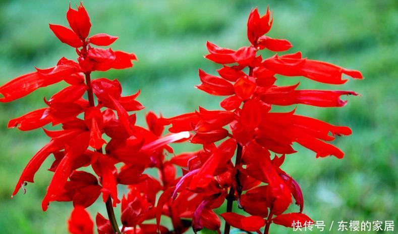  「喜欢」喜欢在家中养护花卉，就选3种花卉，开花量大，花期长，开花爆盆