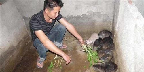  #海龙#养半年可达17斤，人称“海龙肉”，市场30元一斤，养殖新