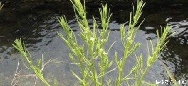  晾干|1种杂草有“20厘米高”，人称“百蕊草”，采摘晾干，1斤30