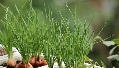  『买菜』还可以在阳台这样种菜，真是大开眼界，省了不少买菜钱！