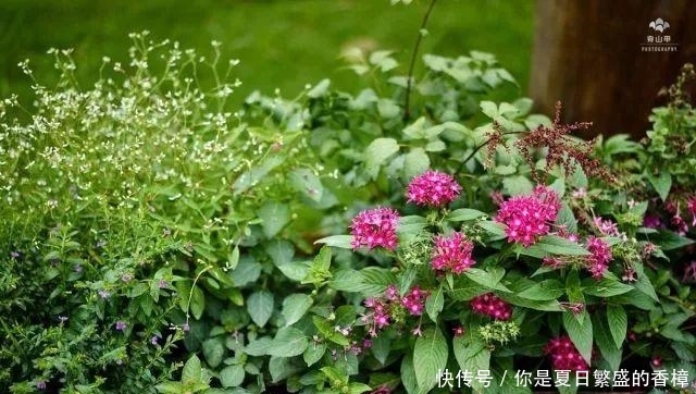  台长■不伤植物的移栽技巧, 3分钟轻松将植物移栽到你为它准备的窝