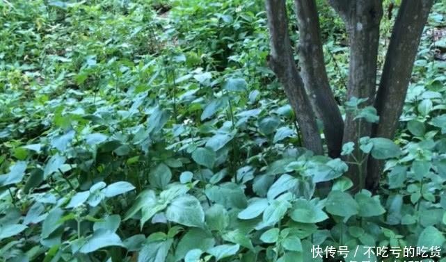 这种野草农村里随处可见，是天然的止血药，农民把它叫做“臭草”