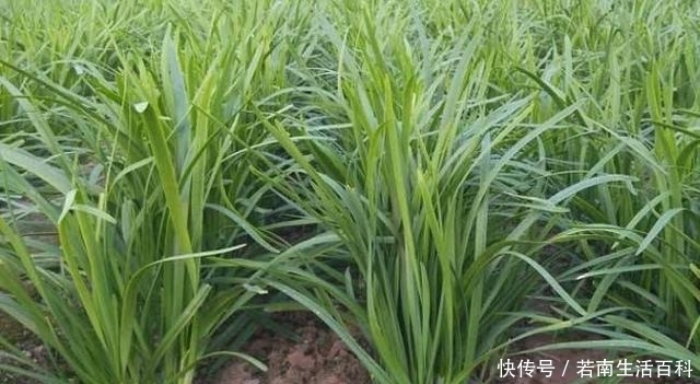  「收割」春天，韭菜进入生长关键期，注意4点，韭菜割完一茬又一茬