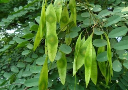  『暗香』一种堪比“紫檀”的树木，木质密集、有暗香，却被农民当柴烧