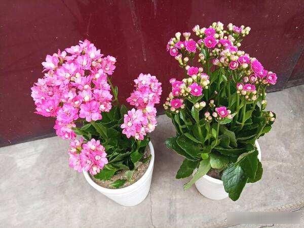「长寿花」这“5种”花要“穷养”,用小花盆、少浇水,反倒越养越“旺盛”