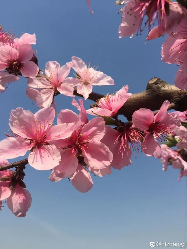  开出漂亮■阳春三月，出门踏青，原来有这么多漂亮花！