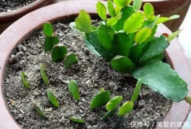 漂亮|养6种花,扦插真简单,不用生根粉也能快速生根成活