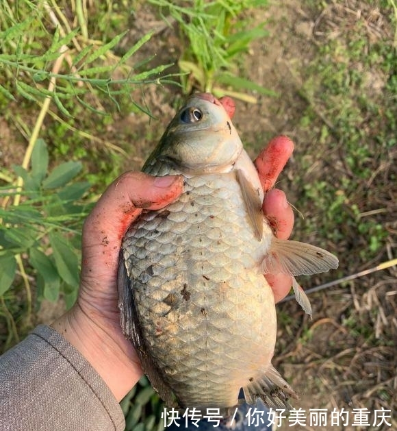  「野钓」为什么野钓和黑坑技术要对立？两者技术结合渔获会更好