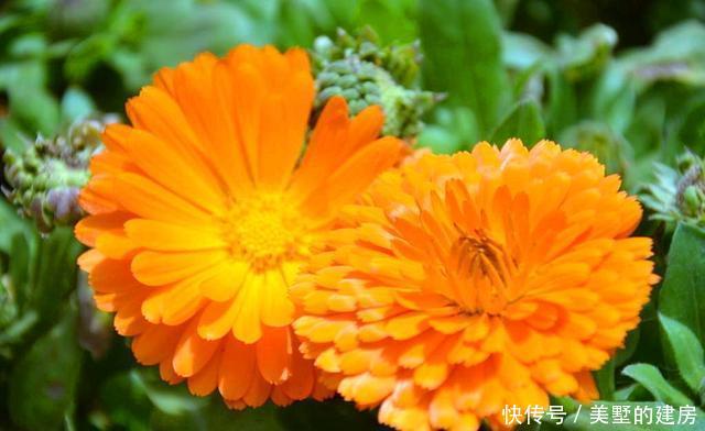 #适合#春天不适合种菊花?3种“菊花”养护好,可以从春开到秋