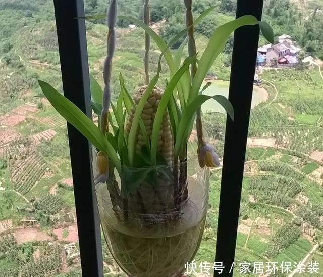 『玉米棒子』小清新的绿植盆栽,花生、玉米都能做!种子盆栽就是这么简单!