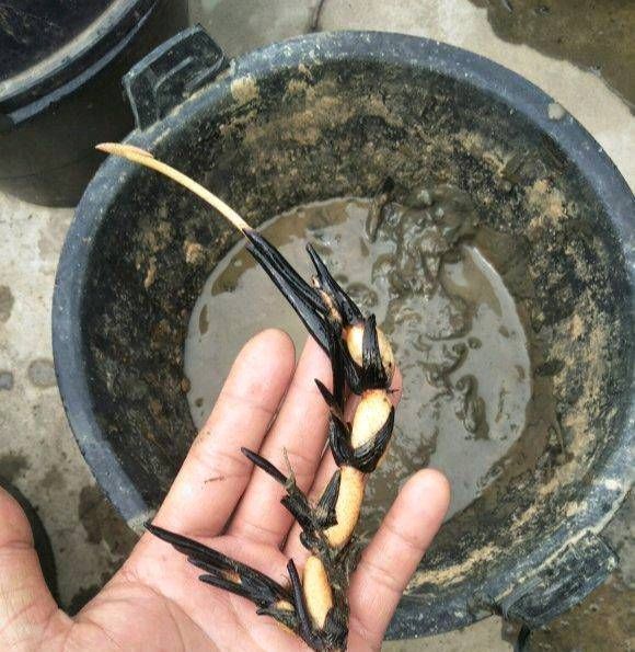 「花草」这些盆栽植物都是喝水的。它们每一个都盛开着花草