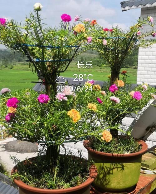  「身价」5块钱一盆的花，养1年变老桩，身价翻了上百倍！