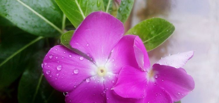  漂亮@“5种花”随便养，新手都能长爆盆，阳台变“花海”，非常漂亮！