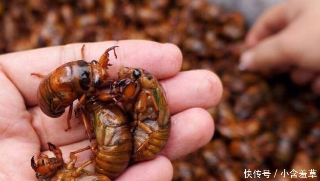 农民小心了，最新3个养殖骗局，悄然复活，不少农户已上当