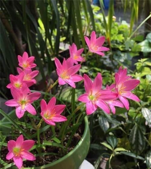 便宜■阳台春天养“2种花”，一棵开花上百朵，便宜又好养，几乎不花钱