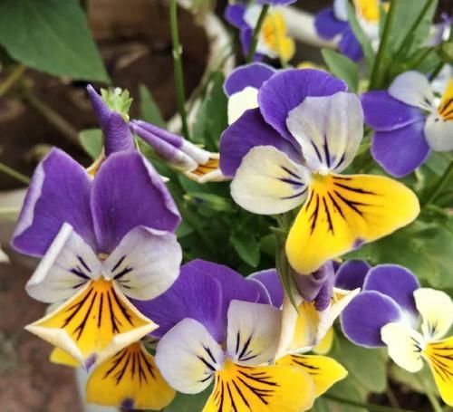  #紫叶酢浆草#爷爷养了一盆“蝴蝶花”，一根枝上开出百朵花，五颜六色最讨喜！