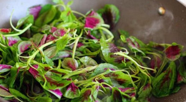  「苋菜」营养价值非常高的野菜，在城市的时候求之不得，回到老