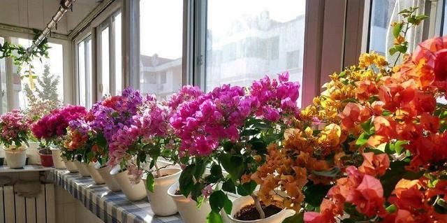  #花团锦簇#阳台种花选这5种，一棵一分钱，一次开100朵，花团锦簇阳台成花海