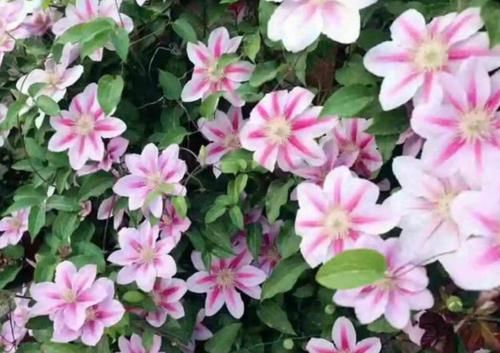 「粉嫩」4种花是爆盆能手，花开繁盛花香怡人，花朵粉嫩丰腴