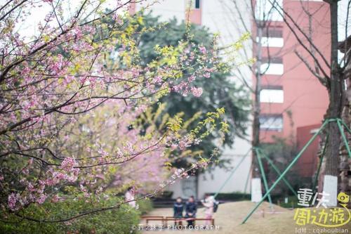 花开成海！再过一周重庆将美翻全国，14处美景玩转这个春天！