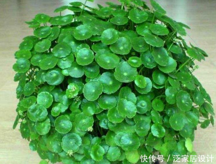 『牡丹』适合春季养的花,好活易爆盆,花朵粉嫩丰腴,绚丽夺目