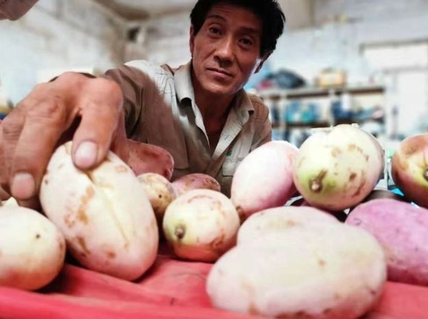  野果|农民大爷从山上挖回10苗野藤，5年繁殖400株，年赚10万元