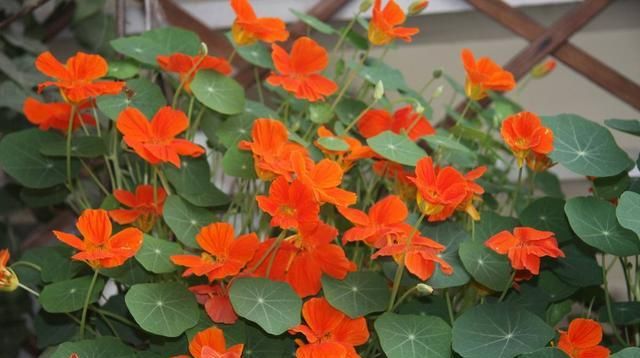 【也能够】好年景好吉祥,过年家里不能少的5种花,养成花海观赏佳!