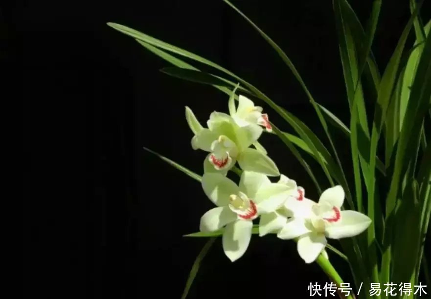  『生长期』兰花生长缓慢或停滞？莫急，也许是未到生长时