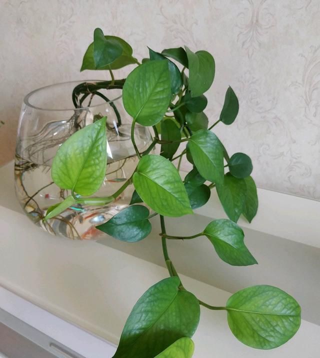  『特别』水培富贵竹,注意4点,绿油油特别茂盛,不黄叶根系壮,越长越旺