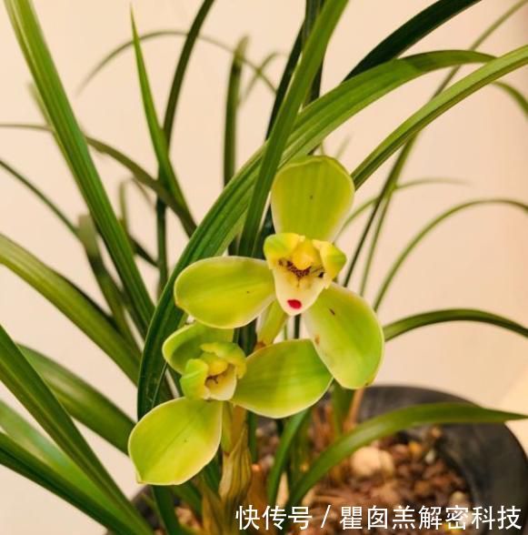 [长芽]兰花只长芽不开花，从“2方面”下手，花芽冒不停，年年都开花