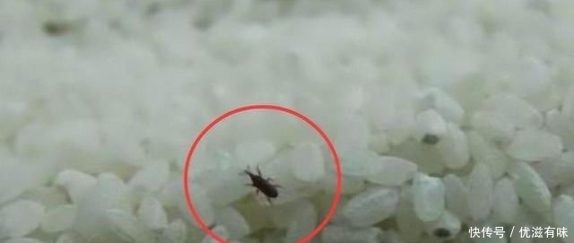  「方法」米里生虫全扔了多浪费，有招好方法全都消灭掉，吃起来更安全