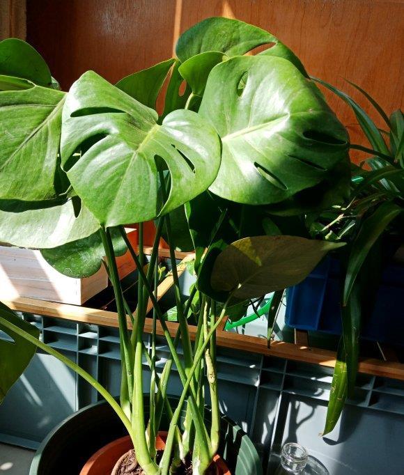  『气温』客厅养龟背竹，谨记“4点”，叶子大开背早，不倒伏，长的高
