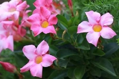  「见到」乡下1神藤，蜿蜒生长有奇香，行家见到就挖，放家中不断开红花